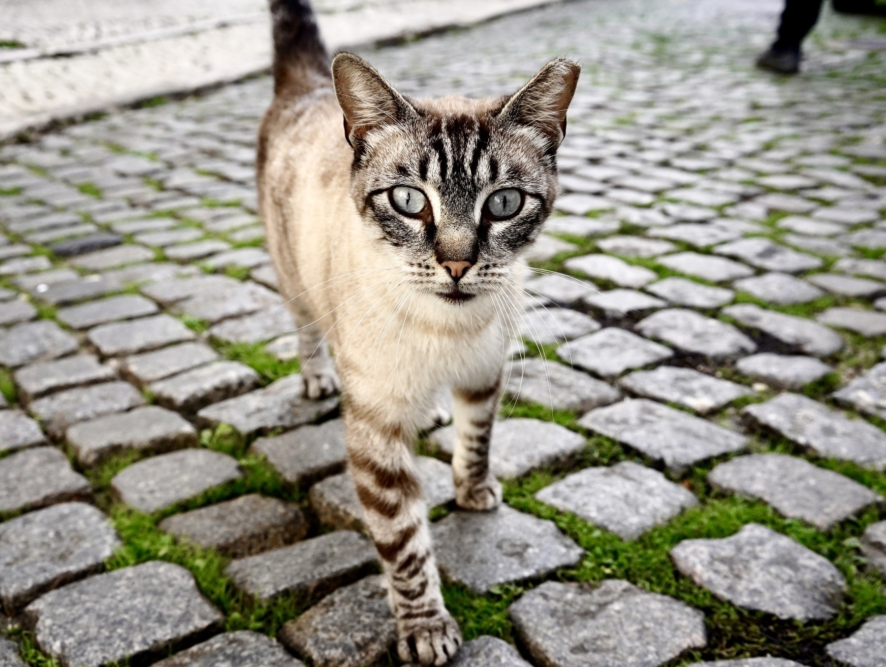 A cat with striking eyes and a striped coat walks on a cobblestone path with patches of greenery.